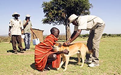 Impfen eines Hundes in Afrika