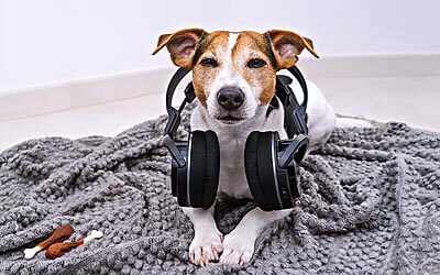 Hund mit Kopfhörer