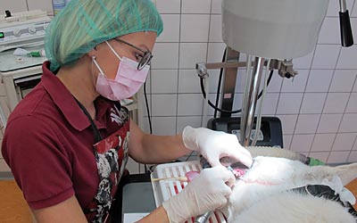 Zahnbehandlung in der Tierarztpraxis