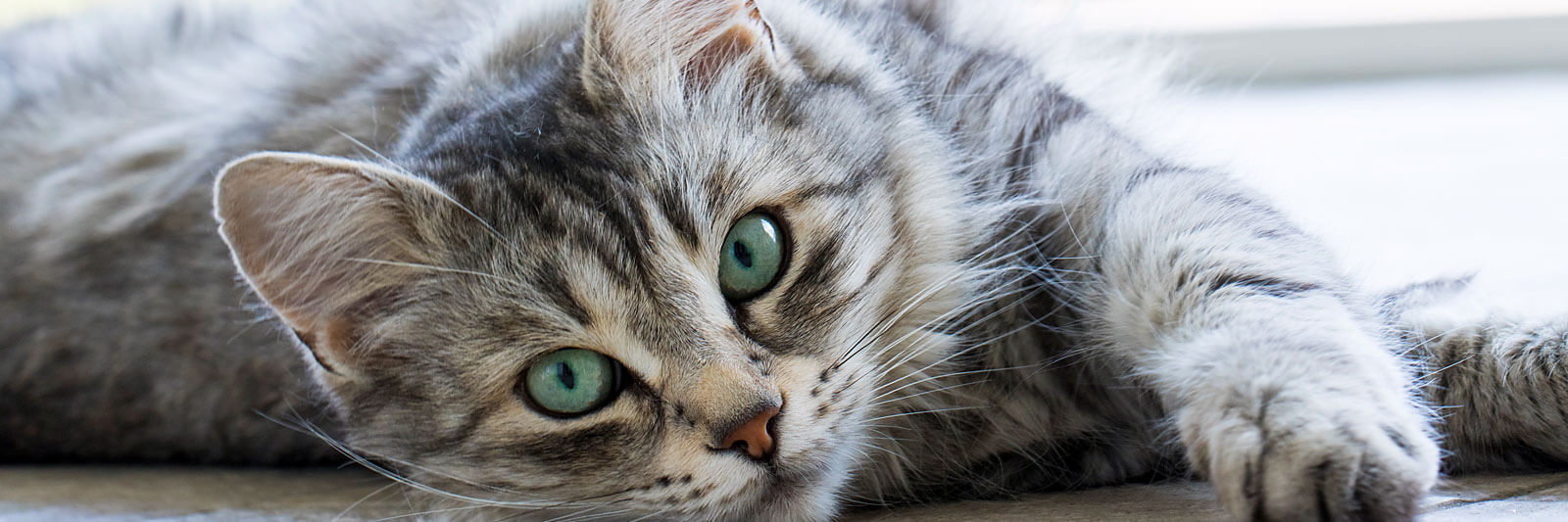 Liegende Katze mit grünen Augen