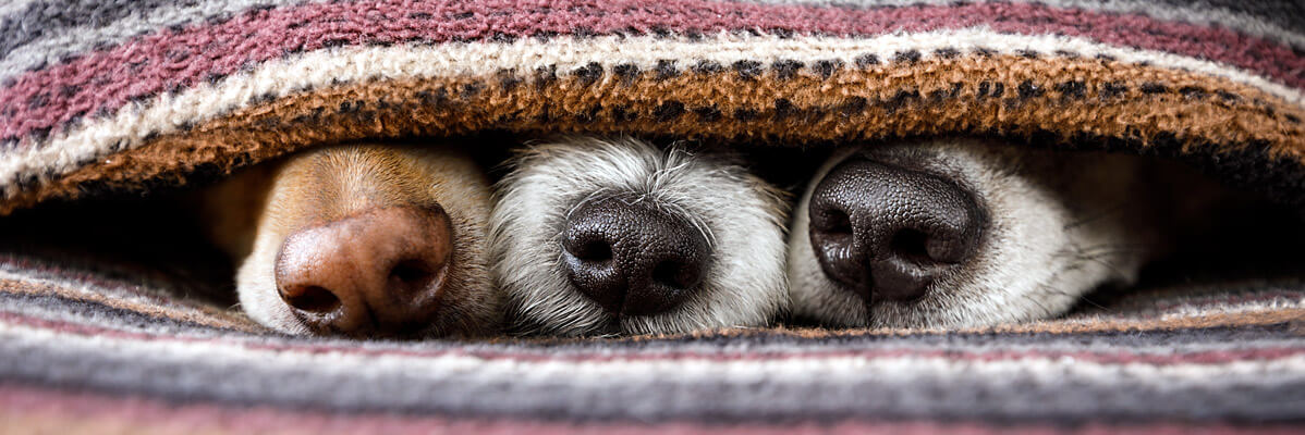 Hunde unter einer Decke