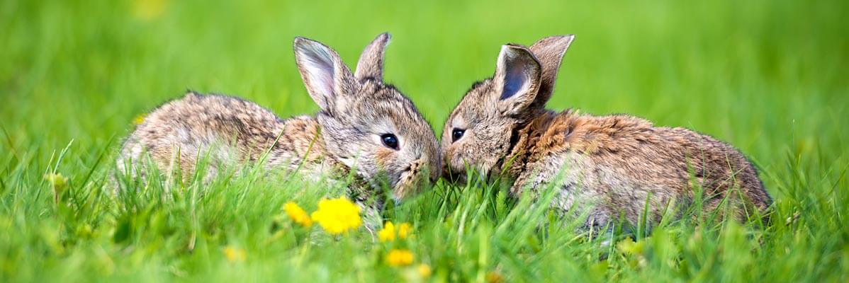 Zwei kleine Kaninchen